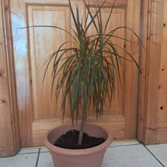 Small Draecana Marginta