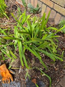 Agapanthus x 11