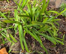 Agapanthus x 11