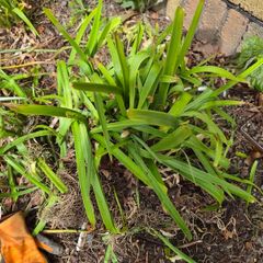 Agapanthus x 11
