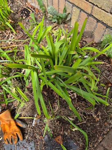 Agapanthus x 11