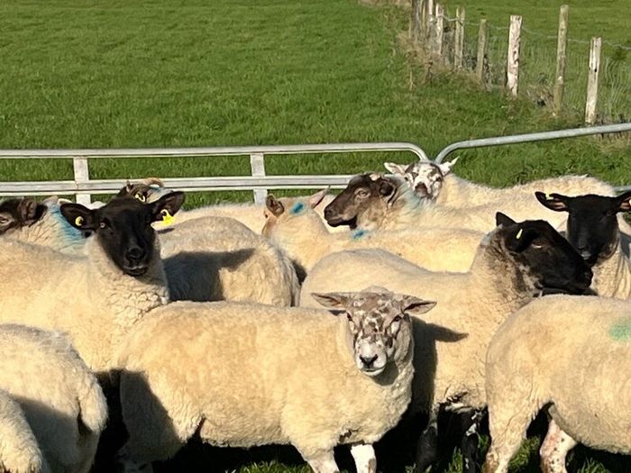 Hogget ewes
