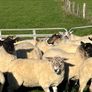 Hogget ewes Image 2