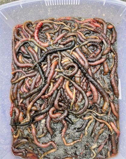 Live & frozen baits