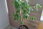 Guava plant