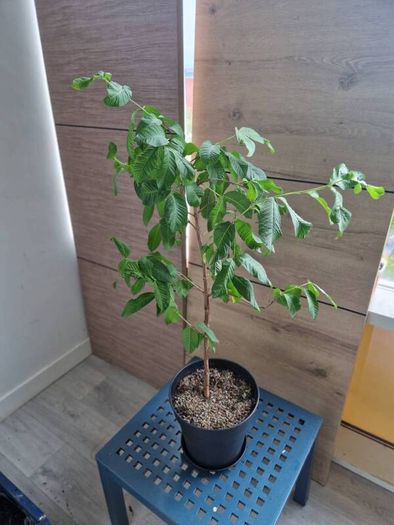 Guava plant