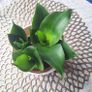 Small Sansevieria Hahnii in White Pot Image 10