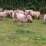 Hardy cross breed ewes for sale....280 Euros Image 2