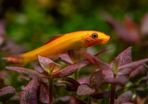 Chinese Algae Eater 3 to 3.5in Exchange to Rehome