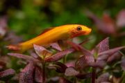 Chinese Algae Eater 3 to 3.5in Exchange to Rehome