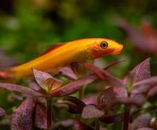 Chinese Algae Eater 3 to 3.5in Exchange to Rehome