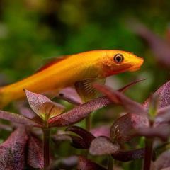 Chinese Algae Eater 3 to 3.5in Exchange to Rehome