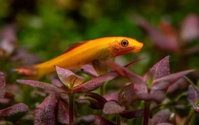 Chinese Algae Eater 3 to 3.5in Exchange to Rehome