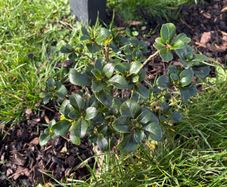 Escallonia Hedge