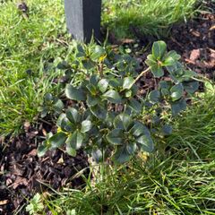Escallonia Hedge