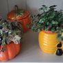 Callisia repens.House plant Image 2