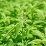 (B) Lemon Basil seeds 0.5g (184090) Image 2