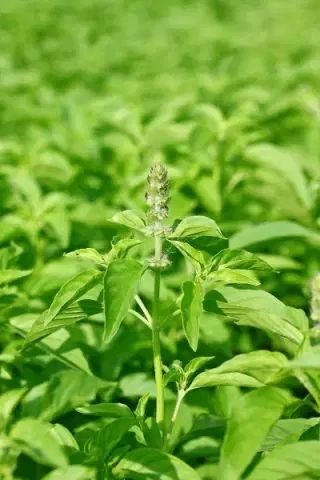(B) Lemon Basil seeds 0.5g (184090)