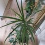 tall Madagascar Dragon Tree (Dracaena marginata),  Peace Lily plant in the black  plastic pot container Image 3