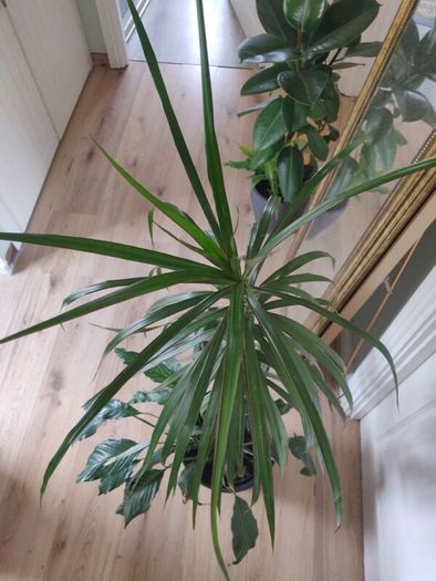 tall Madagascar Dragon Tree (Dracaena marginata),  Peace Lily plant in the black  plastic pot container