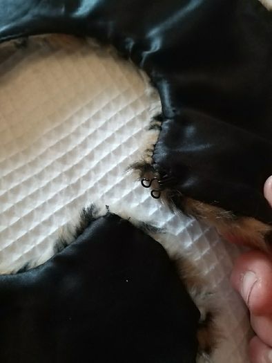 Fur Collar