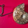 Fossilized prehistoric ammonite ,With display stand Image 2