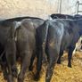 16 smashing heifer Weanlings Image 4