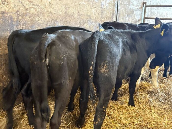 16 smashing heifer Weanlings