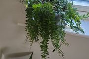Aeschynanthus Hybrid indoor plant