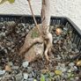 Native Irish Field Maple Bonsai Image 3