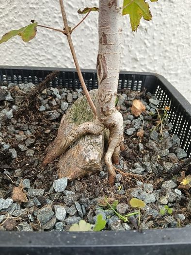 Native Irish Field Maple Bonsai