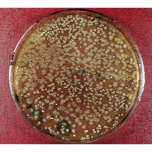 Azoo 11in1 Super Bio-Bacteria