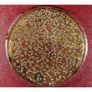 Azoo 11in1 Super Bio-Bacteria Image 2