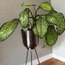 Large Dieffenbachia Indoor Plant + Metal Standing Planter Image 2