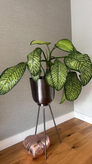 Large Dieffenbachia Indoor Plant + Metal Standing Planter