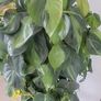 Philodendron Scandens Brasil Image 3