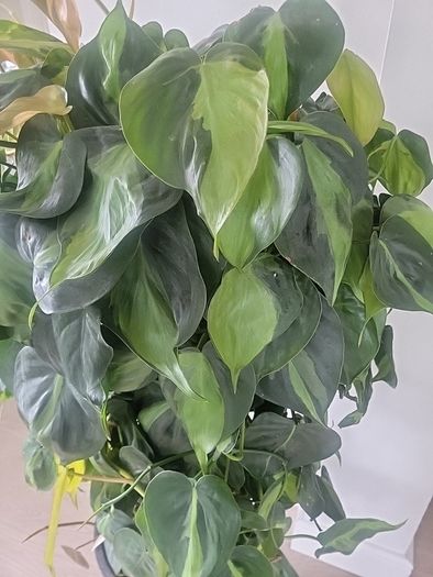Philodendron Scandens Brasil