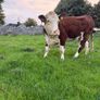 2 pedigree hereford cows with bull calves at foot Image 10