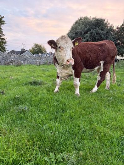 2 pedigree hereford cows with bull calves at foot