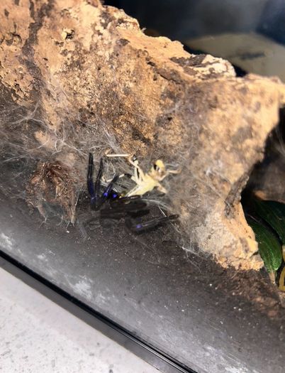 Tarantulas