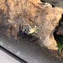Tarantulas Image 3