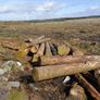 Timber Image 3