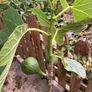 Desert King Fig Tree Image 4