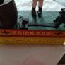 Cast iron Trick dog money box Image 3