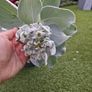 Plant Angel Wings Senecio Image 5
