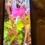 iPhone 13 128gb Image 4