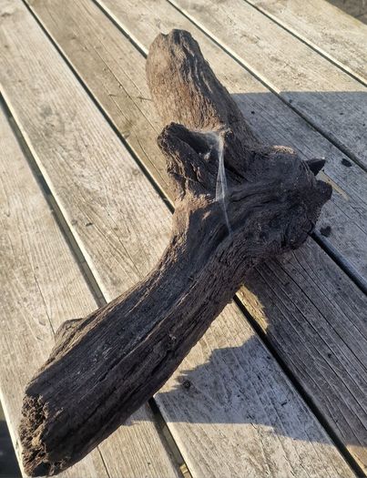 bog oak