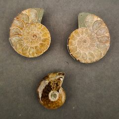 Fossilized prehistoric ammonites ,With display box.