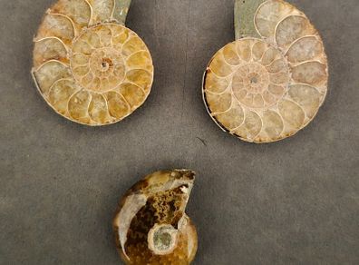 Fossilized prehistoric ammonites ,With display box.