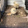 hatching silkie eggs Image 4